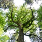Serie besondere Bäume: Die Wolfslocheiche – ein Relikt aus alten Zeiten