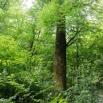 Serie besonderer Bäume: Rot-Buche regiert als „Königin des Waldes“ in Zuzenhausen