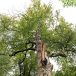 Besondere Bäume: Trotziger Förster verhinderte Fällung - „Grübers Trutz“-Buche