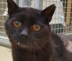 Menschen mit großem Herz gesucht für Fundkatze Thea