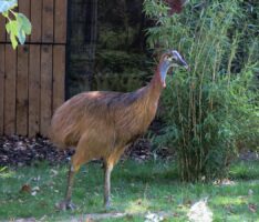 Der gefährlichster Vogel der Welt: </br>Helmkasuar ist im Zoo eingezogen