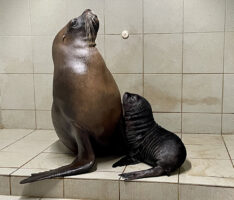 Eine „kleine“ Verstärkung für die Robben: </br>Mähnenrobbe im Zoo geboren