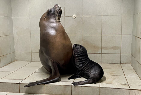 Eine „kleine“ Verstärkung für die Robben: </br>Mähnenrobbe im Zoo geboren