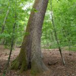 Besondere Bäume: 200 Jahre alte Traubeneiche - Eine schräge Besonderheit