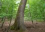 Besondere Bäume: 200 Jahre alte Traubeneiche – Eine schräge Besonderheit