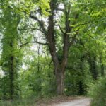 Besondere Bäume: Der Feldahorn Zukunftsbaum der Klimaveränderung