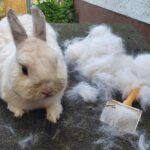 Auch bei Hasen und Kaninchen: </br>Herbstzeit ist Kuschelzeit mit Fellpflege