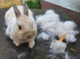 Auch bei Hasen und Kaninchen: </br>Herbstzeit ist Kuschelzeit mit Fellpflege