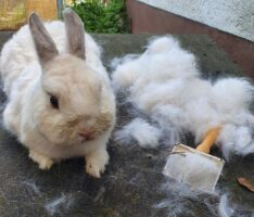 Auch bei Hasen und Kaninchen: </br>Herbstzeit ist Kuschelzeit mit Fellpflege