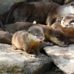 Gruppenkuscheln bei Familie Otter im Zoo </br>Drei junge Zwergotter geboren