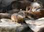 Gruppenkuscheln bei Familie Otter im Zoo </br>Drei junge Zwergotter geboren