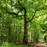 Besondere Bäume in Rhein-Neckar-Kreis: 200 Jahre alte Eiche trotzt Klimawandel