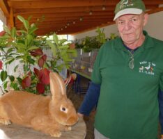 Kleintierzüchter zeigten Rassehühner und Hasen – Halbe Hähnchen gab es frittiert