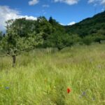 Naturpark Neckartal-Odenwald startet mit der Kartierung von Streuobstwiesen
