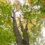 „Besondere Bäume“: </br>Die „schöne Else“ wächst in Weiler 