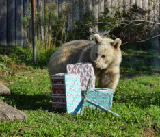 Schaukeln, Bälle und Gewürze – Eine tierische Wunschliste für den Zoo