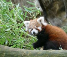Rotbraune, flauschige Kleine-Panda Zwillinge entdecken die Welt