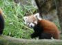 Rotbraune, flauschige Kleine-Panda Zwillinge entdecken die Welt