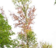 „Besondere Bäume“: Eine beeindruckende Eiche versorgt ihre Wunden