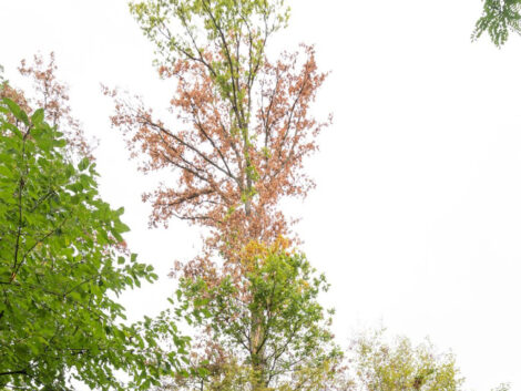 „Besondere Bäume“: Eine beeindruckende Eiche versorgt ihre Wunden