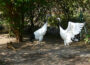Der Tanz der Kraniche: Glücksvögel im Zoo in Paarungslaune