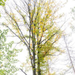 Aus der Serie „Besondere Bäume“ - Pilzbuche im Odenwald