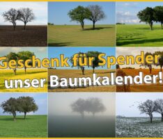 50 Bäume für das FEG – jetzt einen Baumkalender als Geschenk!