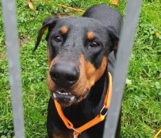 Ein Weihnachtswunder im Tom-Tatze-Tierheim – Hardy wieder mit Familie vereint