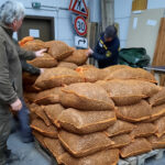 Vier Tonnen gesammelte Eicheln dienen als Saatgut für Waldverjüngung