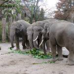  Spielen, rangeln und fressen - Junge Elefantenbullen verstehen sich gut