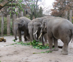  Spielen, rangeln und fressen – Junge Elefantenbullen verstehen sich gut