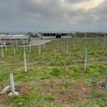 Baubeginn Solarpark Sinsheim: </br>Inbetriebnahme im Frühjahr 2023