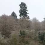 Kreisforstamt: Majestätische Weißtanne schließt die Reihe der „Besonderen Bäume“