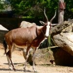 Blessböcke, die Gärtner der Savanne mischen die Afrika-Anlage im Zoo auf