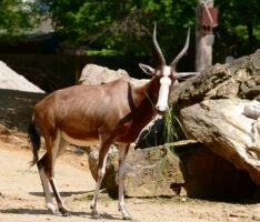 Blessböcke, die Gärtner der Savanne mischen die Afrika-Anlage im Zoo auf