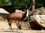 Blessböcke, die Gärtner der Savanne mischen die Afrika-Anlage im Zoo auf