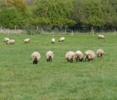 Nußloch: Investoren-Pläne für Supermarkt und Wohnbebauung mit Bürgerentscheid abgelehnt