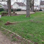 Vandalismus im Menzerpark - Junge Kugel-Robinie mit Gewalt ausgerissen
