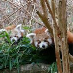 Durchzählen im Zoo - Ergebnisse der tierischen Inventur zum Jahresende 2022