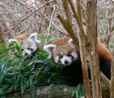 Durchzählen im Zoo – Ergebnisse der tierischen Inventur zum Jahresende 2022