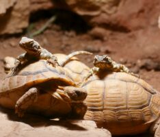 Schwarze Hardune nutzen private „Wärmequelle“ im Zoo Heidelberg