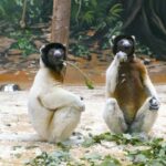 Kronensifakas jetzt zu Zweit im Lemurengehege des Zoos