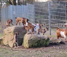 Niedlicher Ziegennachwuchs beim Wildgehege Leimen am Abenteuerspielplatz