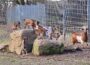 Niedlicher Ziegennachwuchs beim Wildgehege Leimen am Abenteuerspielplatz