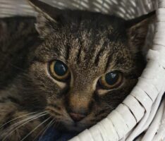 Katzenseniorin sucht neue Heimat: „Merla“ muss Freiheit nun anders verstehen