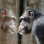 World Wildlife Day: Zoos gehen  mit Forschungsdatenbank online