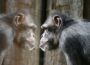 World Wildlife Day: Zoos gehen  mit Forschungsdatenbank online