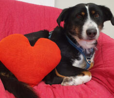 Schützlinge vom Tom-Tatze-Tierheim verteilen Herzen zum Valentinstag