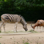 Mehr Platz für Zebras und Blessböcke - Zoo Heidelberg beendet Kuduhaltung