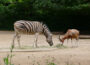 Mehr Platz für Zebras und Blessböcke – Zoo Heidelberg beendet Kuduhaltung